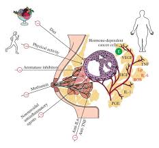 Menopause itself is not associated with an increased risk of developing cancer. Obesity Inflammation And Postmenopausal Breast Cancer Therapeutic Implications