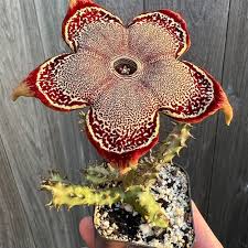 Image result for Ceropegia plocamoides