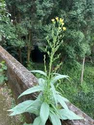 Image result for Lactuca indica