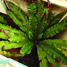 Image result for Menisorus pauciflorus