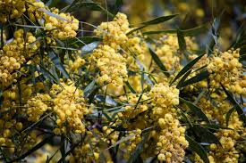 Get expert tips on beauty, wellness, hobbies, celebrations, family, relationships, pets, and more. Acacia Trees Lovetoknow