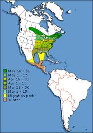 ruby throated hummingbird migration map bird migration