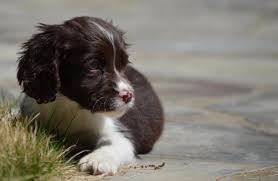 Saving springers for more than 20 years. Springer Spaniel Puppies Sc L2sanpiero