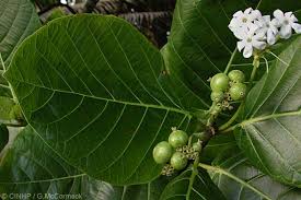 Image result for Guettarda