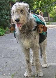 Wolfhounds are a breed of canine domesticated from the feral tyvian hounds used primarily as guard animals. 24 Photos Of Irish Wolfhounds That Made Us Love These Giant Softies