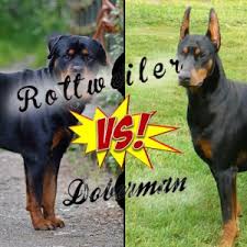 Rottweiler Mi Doberman Mi Kanka Kopek