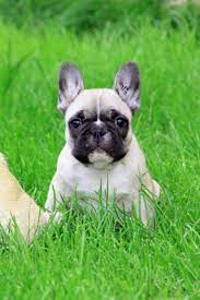 French Bulldog Puppy Cute Dog Wallpaper Puppy Wallpaper Puppies