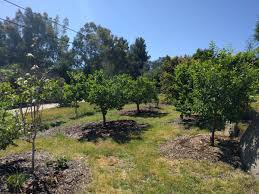 How to plant fruit trees & bushes. Fruit Trees For A Year Round Harvest In Southern California Greg Alder S Yard Posts Southern California Food Gardening