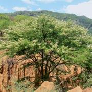 Image result for Acacia borleae
