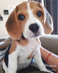 Image result for bígl