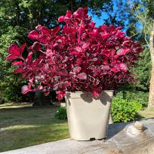 Image result for Iresine