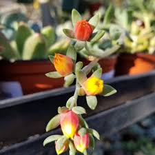 Star nursery las vegas sihtnumber 89129. Star Nursery 198 Photos 138 Reviews Nurseries Gardening 8725 S Eastern Ave Las Vegas Nv Phone Number Yelp