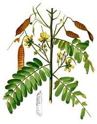 Image result for Englerodendron mengei