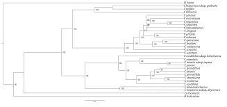 Image result for Crambe kilimandscharica