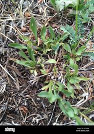 Image result for Anisotes formosissimus