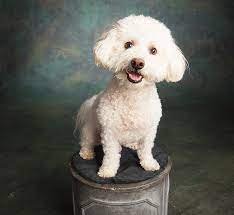 The bichon poodle also does little shedding, much like both parents. Portrait Of A Bichon Frise Poodle Mix Photograph By Panoramic Images