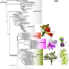 Image result for Decorsea schlechteri