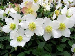 Known as the christmas rose, the helleborus niger is winter to spring flowering, evergreen and native to the alps of northern italy to southern germany. Helleborus Niger White Hellebore In Bud Pack Of Six Plants Garden Plants