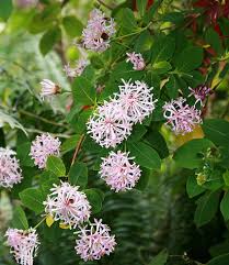 Image result for Dais cotinifolia