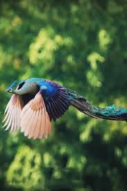 Birds That Cannot Fly In India Peacock Do Short Almost Hop Flights Because Of The Extra Weight Cannot Fly Very Long Birds Animals Beautiful Beautiful Birds
