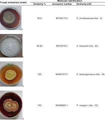 Image result for Allophylus abyssinicus