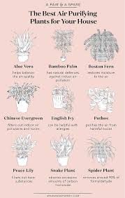 A Guide To The Best Air Purifying Indoor Plants A Pair A Spare Best Air Purifying Plants Indoor Air Purifying Plants Air Purifying Plants