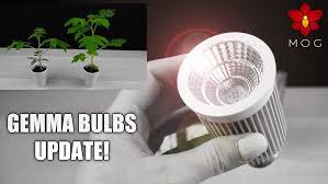 Without light, plants will not be able to produce the energy it needs to develop and grow. Orchid Experiment Plant Growing Light Bulbs Vs Normal Home Bulbs Gemma Led Youtube