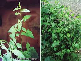 Image result for Solanecio