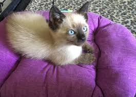 Pour en savoir plus sur le chat siamois, l'oriental, le balinais, le mandarin et le chat en général, l'afas, club de race international, vous propose des photos, des articles, des renseignements, des contacts avec des éleveurs, une liste de chatons disponibles. Poil Chaton Male Type Siamois De 2 3 Mois A L Adoption Adopte Le Blog De Cha Mania