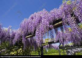 Check spelling or type a new query. Blauregen Wisteria Sinensis Lizenzfreies Bild 6918841 Bildagentur Panthermedia