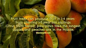 A large benefit of this tree is that the unique varieties pollinate each other. Fruit Trees Can Produce Fruit In 1 4 Years Thequotegeeks Entrepreneurship