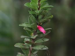 Image result for Rhaptopetalum roseum