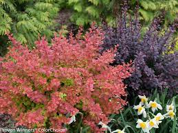 It reaches 5 feet in height and spreads 6 feet wide. The Best Low Maintenance Plants For Your Landscape Hgtv