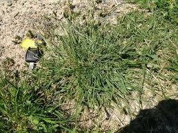 Image result for Tristachya