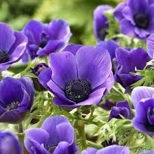 Die Kronen Anemone Mr Fokker Ist Eine Wundervolle Sorte Mit Blau Violetten Bluten Die Eine Schwarze Mitte Haben Und Korbchen Anemone Pflanzen Kaufen Garten