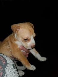 Martin County Humane Society