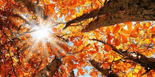 Take this quiz to see what you know about autumn and if you have all the essential facts handy or what you believe is not factual. Autumn Trivia Quiz Fall Seasons Equinox Harvest Moon