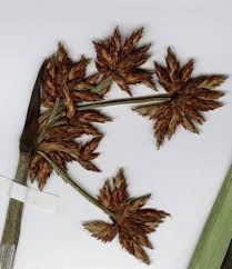 Image result for Schoenoplectus muriculatus