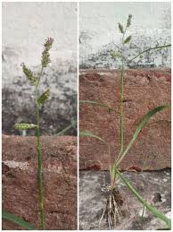 Image result for Echinochloa colona