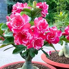 Image result for Adenium