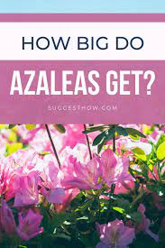 How Big Do Azaleas Get Facts About Azaleas Planting Azaleas Azalea Shrub Planting Shrubs
