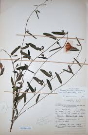 Image result for Ipomoea fulvicaulis