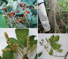 Image result for Allophylus africanus