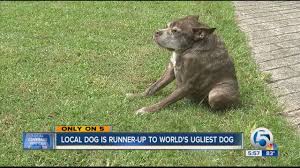 To me, dogs just dont have the type of look to be called cute; World S Ugliest Dog Florida Dog Is Runner Up In Ugliest Dog Contest Youtube