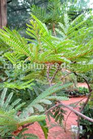 Image result for Peltophorum africanum