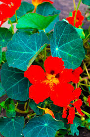 Check spelling or type a new query. Ist Kapuzinerkresse Giftig Oder Alles Essbar