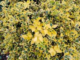 Image result for Euonymus fortunei