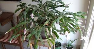It's a relatively easy process that involves rooting the cutting in a medium before repotting the new growth. Christmas Cactus Pruning How To Trim A Christmas Cactus Christmas Cactus Plant Christmas Cactus Christmas Cactus Propagation