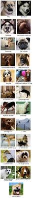 Du Pdg Au Stagiaire La Hierarchie En Entreprise Vue Par Des Chiens Humour Chiens Blague Animaux Humour Animaux