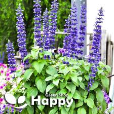 Image result for Salvia hispanica